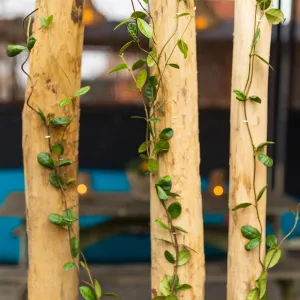 Kastanje paal 6/8 cm geschild